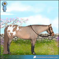 Horse Color:Bay Dun Appaloosa 