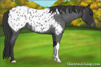Horse Color:Blue Roan Appaloosa 
