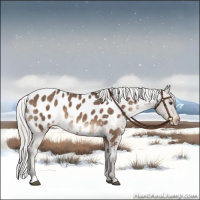 Horse Color:Silver Brown Dun Appaloosa 