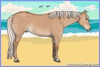 Horse Color:Silver Bay Dun 
