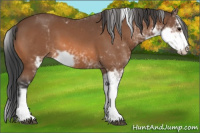 Horse Color:Bay Sabino 