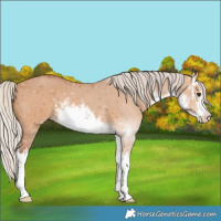 Horse Color:White Spotted Silver Bay Dun 