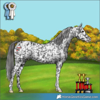 Horse Color:Black Tobiano Appaloosa 