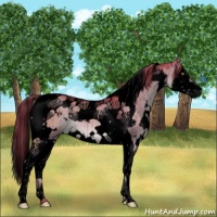 Horse Color:Void Watercolor White Spotted Liver Red Dun Splash Tobiano Brindle 