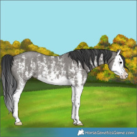 Horse Color:Grullo Sabino Splash Rabicano 