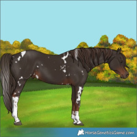 Horse Color:White Spotted Liver Chestnut Tobiano 