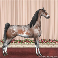 Horse Color:White Spotted Bay Roan Frame 
