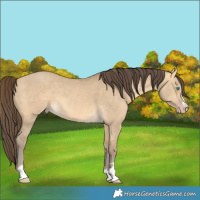 Horse Color:Sable Cream Champagne Dun