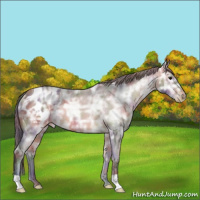 Horse Color:Nacre Bay Ice Roan Appaloosa Rabicano 