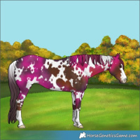 Horse Color:White Spotted Liver Chestnut 