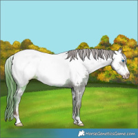 Horse Color:White Spotted Liver Chestnut Frame Appaloosa 