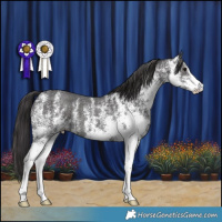 Horse Color:White Spotted Smoky Black