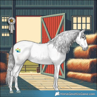 Horse Color:Gray Bay Splash Tobiano 