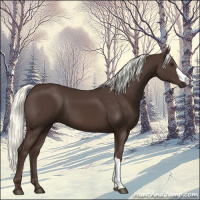 Horse Color:Liver Chestnut Mushroom 