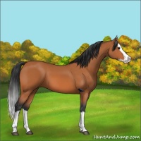 Horse Color:Bay Splash 