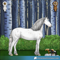 Horse Color:White Spotted Silver Brown Sabino Splash Appaloosa Rabicano 