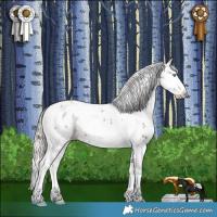 Horse Color:White Spotted Silver Brown Sabino Splash Appaloosa Rabicano 
