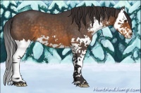 Horse Color:Buckskin Roan Sabino Splash 