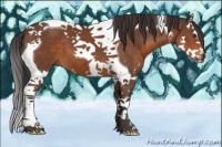 Horse Color:Bay Sabino Splash Tobiano 