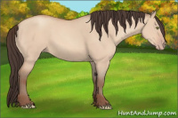 Horse Color:Amber Champagne Dun 