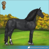 Horse Color:Black 