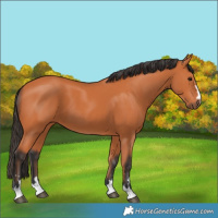 Horse Color:Bay 