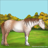 Horse Color:Gray Gold Champagne 