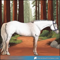 Horse Color:Gray Gold Champagne 