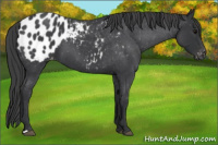 Horse Color:Blue Roan Appaloosa 