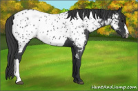 Horse Color:Blue Roan Appaloosa 