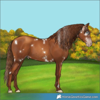 Horse Color:Gray White Spotted Gold Champagne