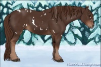 Horse Color:White Spotted Liver Chestnut 