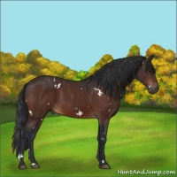 Horse Color:White Spotted Bay 