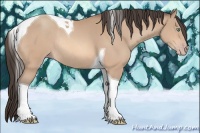 Horse Color:Amber Champagne Tobiano Rabicano 