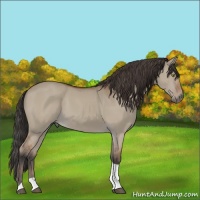 Horse Color:Bay Dun Tobiano Rabicano