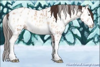 Horse Color:Amber Champagne Ice Onyx Splash Appaloosa 
