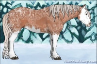 Horse Color:Silver Bay Ice Splash 