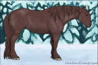 Horse Color:Chocolate Black