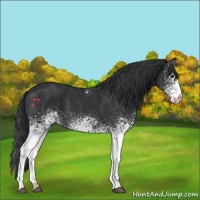 Horse Color:White Spotted Black