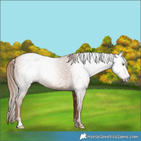 Horse Color:Gray Gold Champagne 