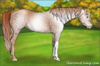 Horse Color:Gray Gold Champagne 