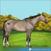 Horse Color:White Spotted Bay Dun Rabicano 