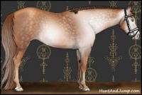 Horse Color:Gray Gold Champagne 