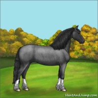 Horse Color:Blue Roan 