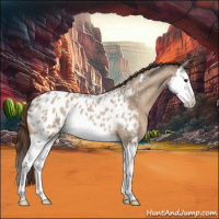Horse Color:Bay Roan Dun Splash Appaloosa