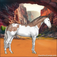 Horse Color:Silver Bay Roan Splash Varnish 