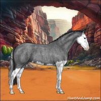 Horse Color:Blue Roan Splash 