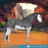 Horse Color:Blue Roan Splash 