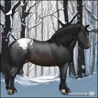 Horse Color:Brown Appaloosa 