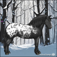 Horse Color:Black Appaloosa